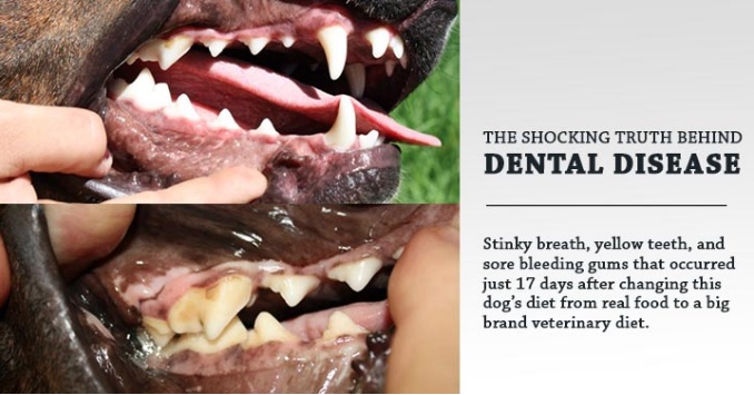 raw dog food and dental health