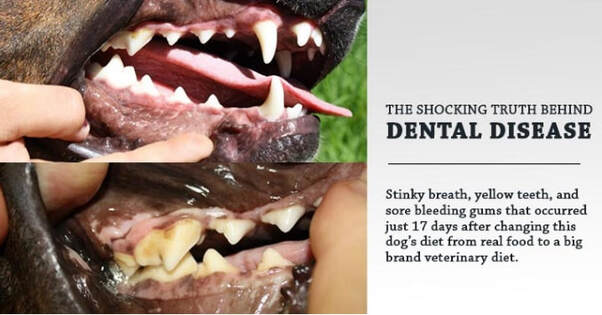 food good for dogs teeth